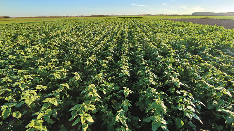 découvrez comment les cultures associées favorisent la durabilité en agriculture, en optimisant les ressources, en prévenant les maladies et en améliorant la biodiversité. apprenez les meilleures pratiques pour une agriculture durable et responsable.
