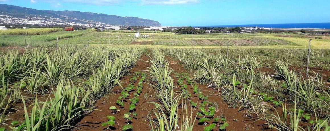 découvrez comment les cultures associées peuvent favoriser la durabilité des écosystèmes agricoles. apprenez les meilleures pratiques pour associer différentes plantes, améliorer la biodiversité et optimiser les rendements tout en préservant l'environnement.