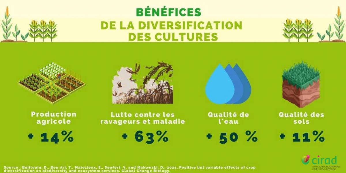 découvrez comment les cultures associées favorisent la durabilité agricole en optimisant les ressources, en améliorant la biodiversité et en renforçant la résilience des écosystèmes. explorez des pratiques innovantes pour un avenir plus vert.