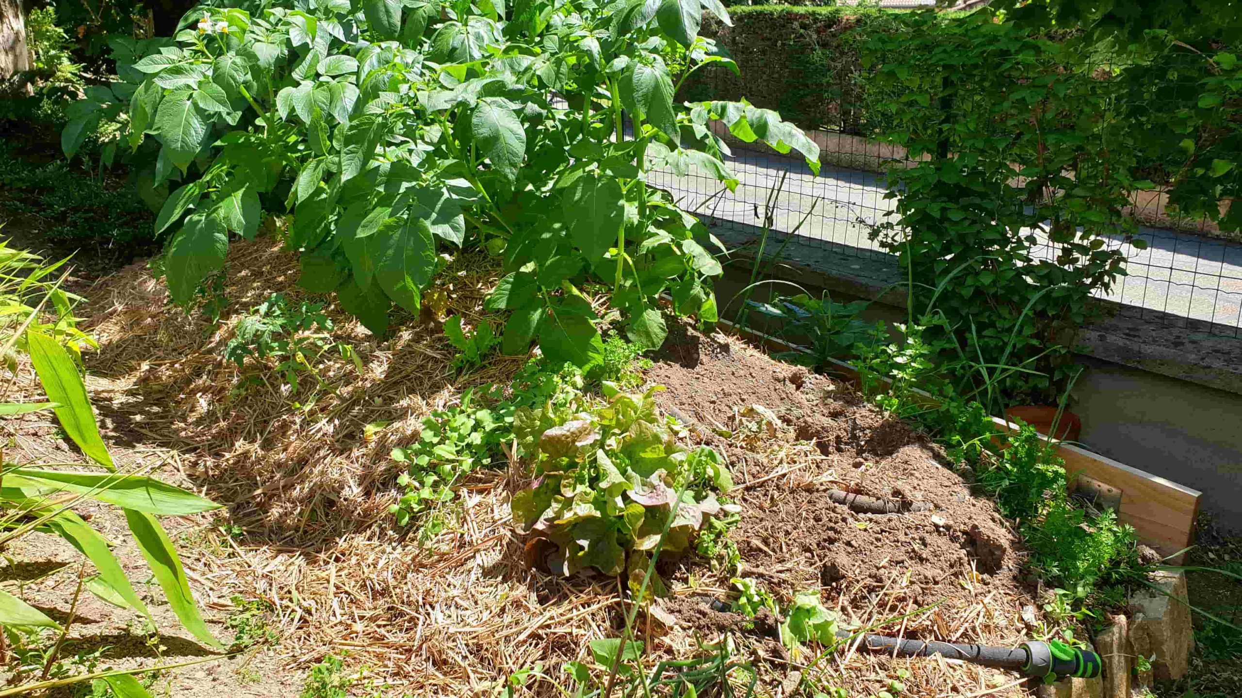 découvrez comment débuter en agriculture écologique grâce à nos conseils pratiques, techniques et astuces pour cultiver des plantes en harmonie avec la nature, tout en préservant l'environnement et en favorisant la biodiversité.