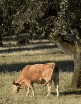 découvrez comment débuter l'agriculture écologique avec nos conseils pratiques et techniques. apprenez à cultiver de manière durable tout en préservant l'environnement et en améliorant la qualité de vos récoltes.