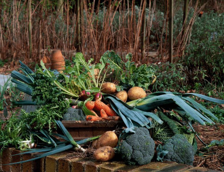 découvrez comment débuter en agriculture écologique : des conseils pratiques, des techniques durables et des ressources essentielles pour cultiver votre jardin tout en préservant l'environnement.