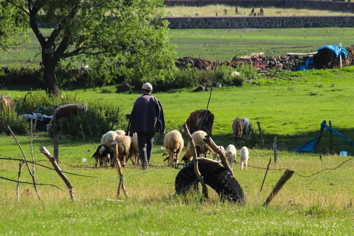 découvrez les principaux défis de l'agriculture écologique et les solutions innovantes pour promouvoir une agriculture durable. apprenez comment les agriculteurs font face aux enjeux environnementaux tout en préservant la biodiversité et en garantissant une production alimentaire durable.