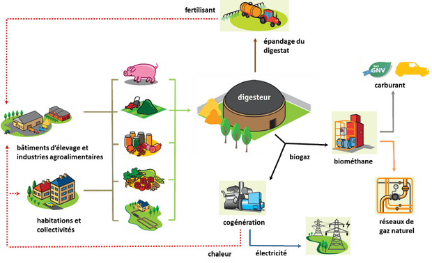 découvrez le processus de digestion anaérobie, une méthode essentielle pour décomposer la matière organique sans oxygène. apprenez-en plus sur ses applications dans le traitement des déchets, la production d'énergie et son impact environnemental.