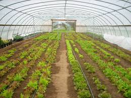 découvrez comment l'économie d'eau dans l'agriculture peut transformer les pratiques culturales, optimiser les ressources hydriques et favoriser une agriculture durable. apprenez des techniques innovantes et des solutions efficaces pour réduire la consommation d'eau tout en préservant les rendements.
