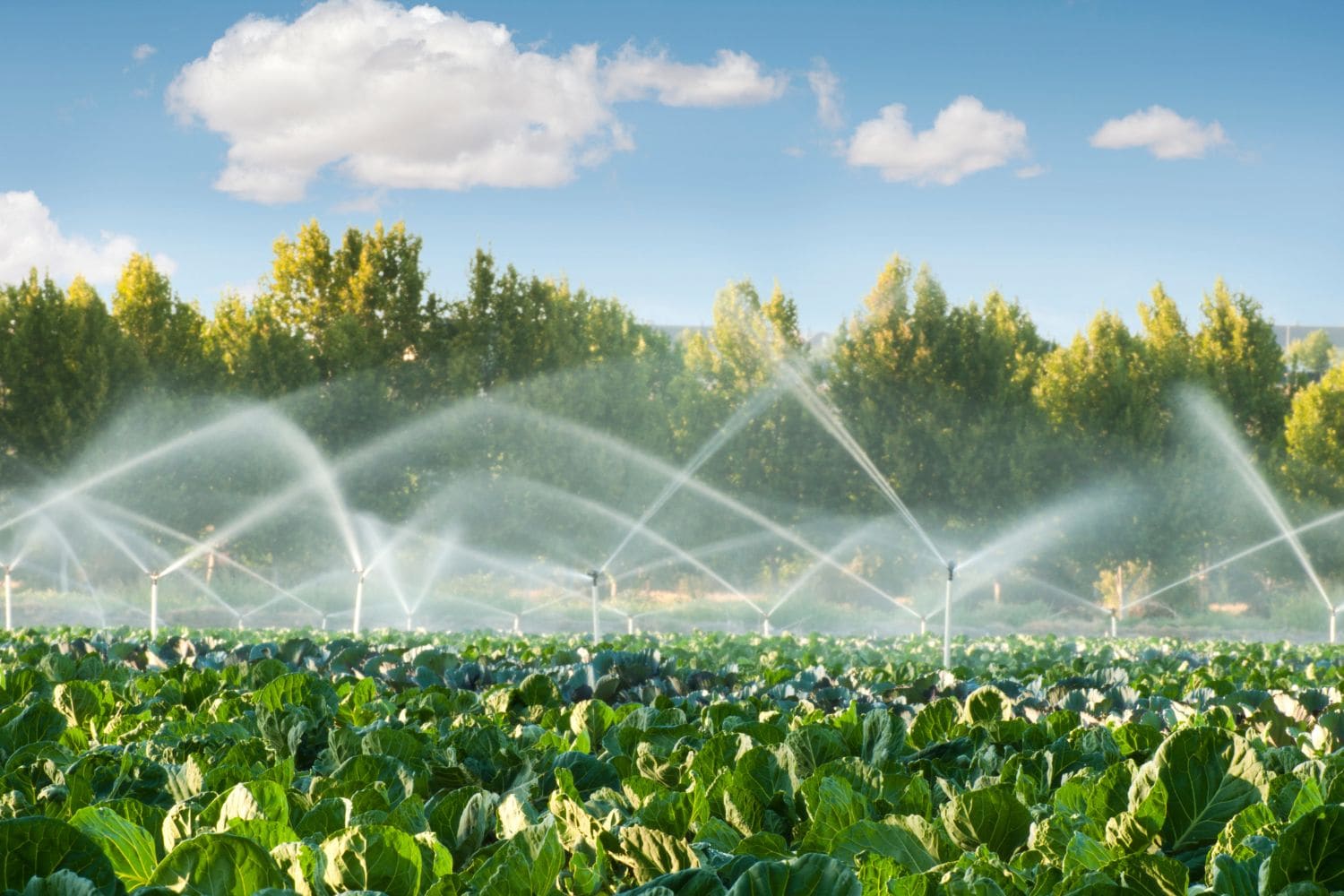 découvrez les méthodes innovantes et durables pour réaliser des économies d'eau dans l'agriculture. apprenez à optimiser l'irrigation, à choisir des cultures adaptées et à mettre en œuvre des pratiques respectueuses de l'environnement pour préserver cette précieuse ressource.