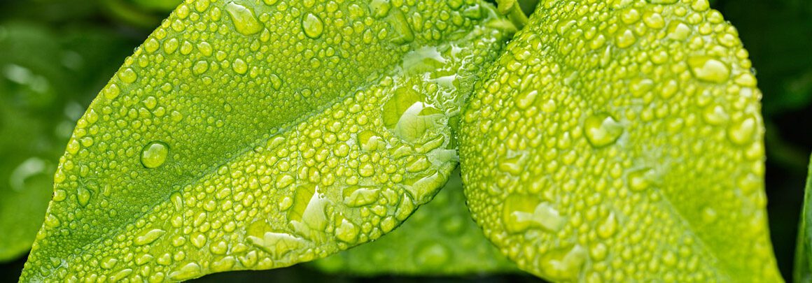 découvrez l'écoresponsabilité, un engagement essentiel pour préserver notre planète. apprenez comment adopter des pratiques durables au quotidien, minimiser votre impact environnemental et promouvoir un mode de vie respectueux de la nature.