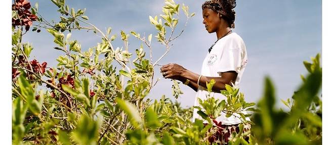 découvrez comment les énergies renouvelables transforment l'agriculture durable en favorisant des pratiques respectueuses de l'environnement, optimisant les ressources et soutenant la biodiversité. explorez les synergies entre innovation énergétique et agriculture durable pour un avenir plus vert.