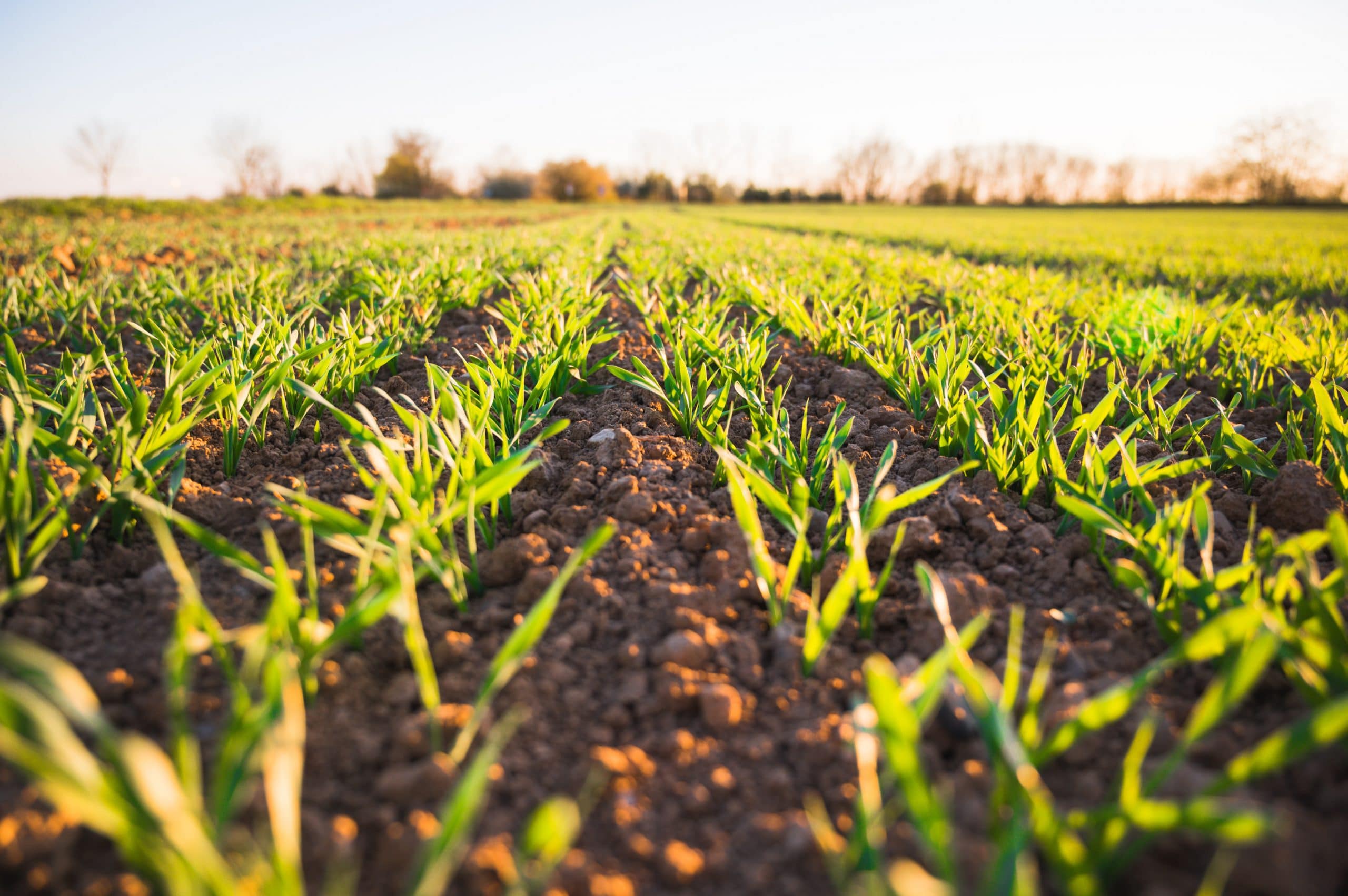 découvrez les pratiques d'exploitation agricole durable qui préservent l'environnement tout en garantissant des récoltes abondantes et de qualité. apprenez comment allier productivité, respect des ressources naturelles et responsabilité sociale pour un avenir agricole durable.