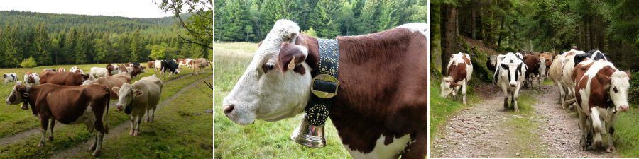 découvrez comment optimiser la gestion de votre ferme sous le soleil grâce à des techniques innovantes et durables. améliorez la productivité de vos cultures tout en respectant l'environnement.