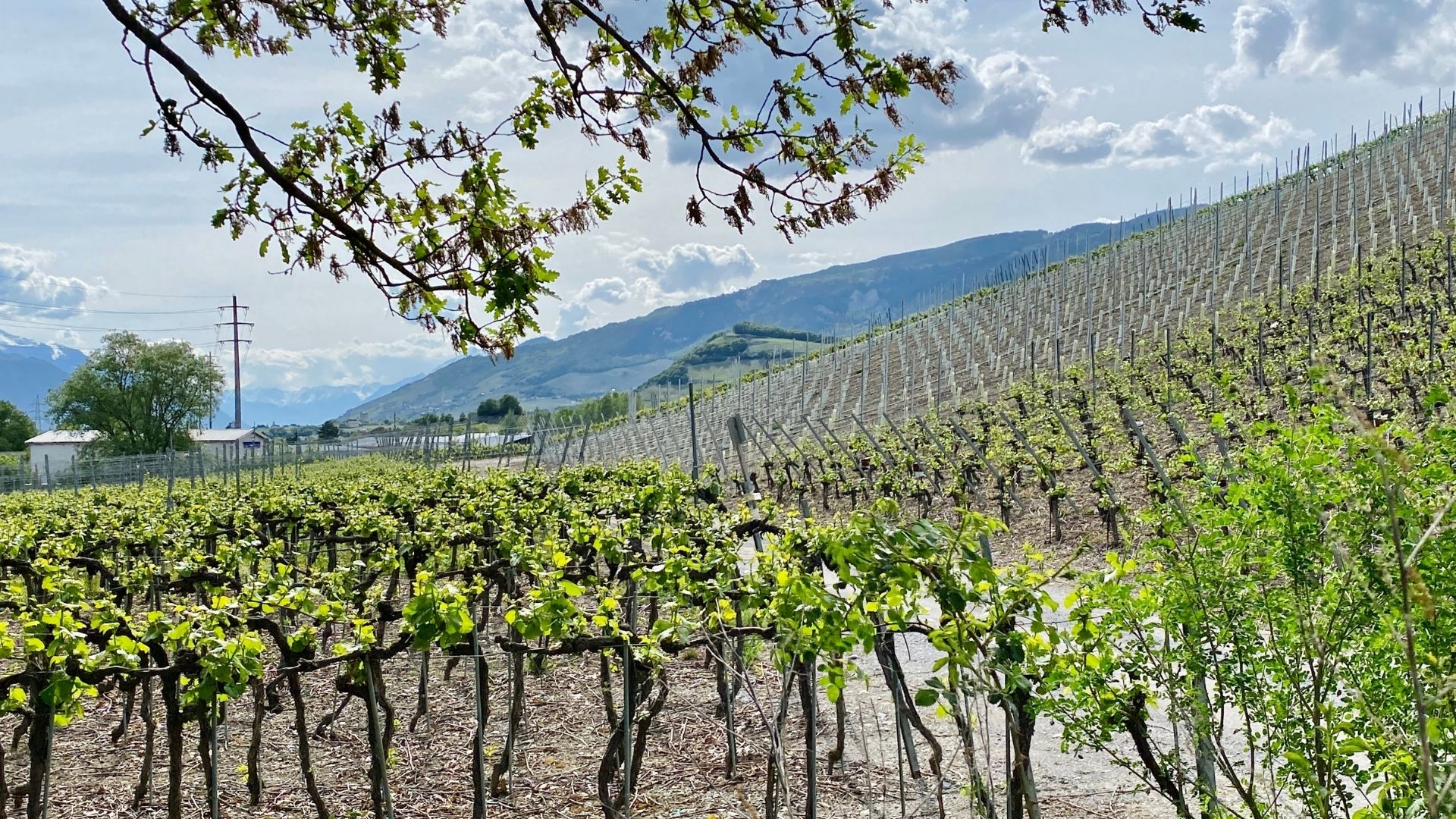 découvrez des solutions d'irrigation durable qui préservent l'eau tout en optimisant la productivité des cultures. adoptez des techniques respectueuses de l'environnement pour un avenir agricole responsable.