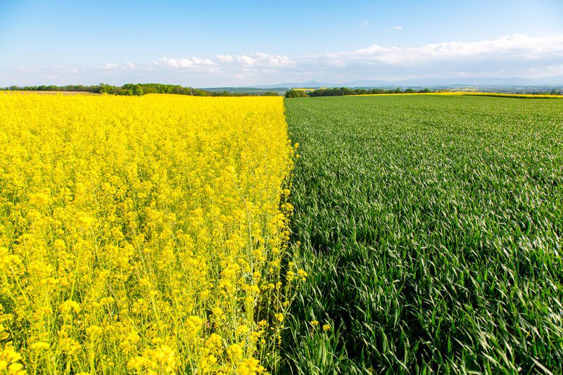 découvrez des stratégies efficaces pour maximiser la rentabilité de vos hectares. optimisez vos cultures, réduisez vos coûts et augmentez vos profits grâce à des conseils pratiques et à des techniques innovantes.