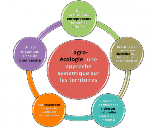 découvrez les méthodes d'écologie agricole qui favorisent une agriculture durable et respectueuse de l'environnement. apprenez comment optimiser les rendements tout en préservant la biodiversité et en renforçant la santé des sols.