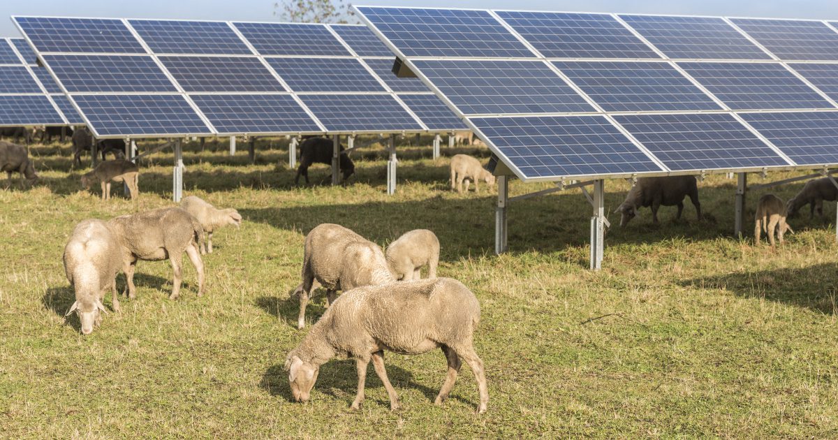 découvrez les avantages des panneaux photovoltaïques dans le secteur agricole. optimisez vos exploitations tout en réduisant votre impact environnemental. une solution énergétique durable pour un avenir plus vert.