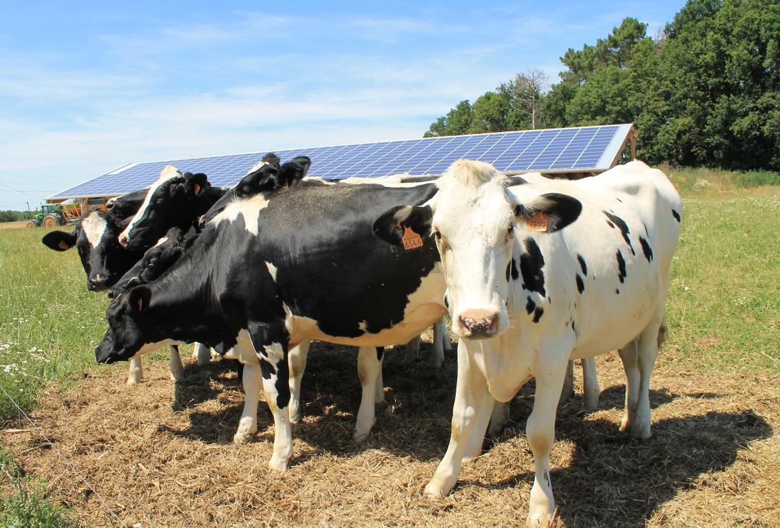 découvrez comment les panneaux photovoltaïques transforment l'élevage en une activité durable et rentable. optimisez votre consommation d'énergie et réduisez vos coûts tout en contribuant à la protection de l'environnement grâce à des solutions solaires adaptées à vos besoins.