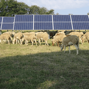 découvrez comment l'intégration de panneaux photovoltaïques sur les terres agricoles peut révolutionner l'agriculture durable, optimisant l'utilisation des espaces et générant des revenus tout en préservant l'environnement.