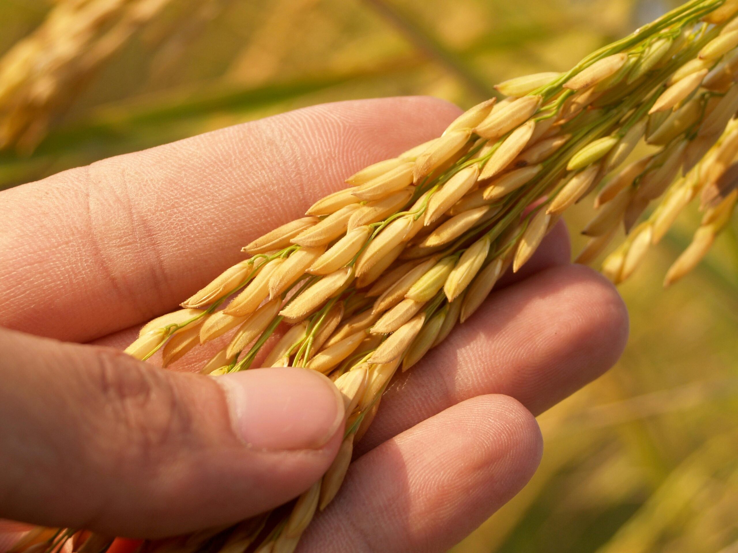 découvrez des pratiques agricoles durables qui préservent notre environnement tout en améliorant la productivité des cultures. apprenez des techniques respectueuses de la nature pour une agriculture responsable et éthique.