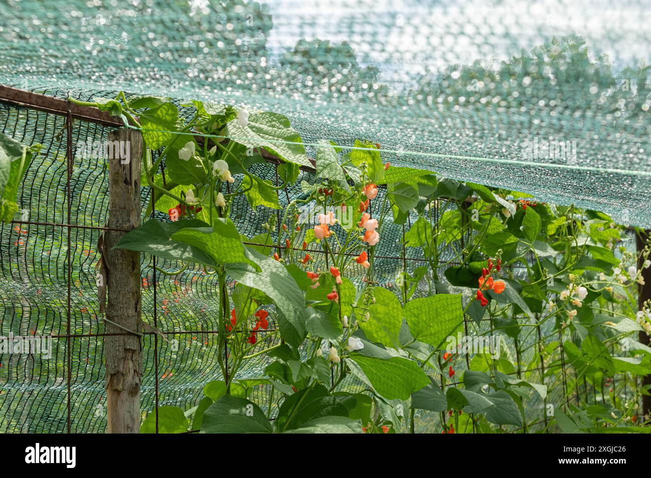 découvrez les pratiques agricoles durables qui préservent l'environnement tout en garantissant une production alimentaire de qualité. apprenez comment ces méthodes innovantes contribuent à une agriculture responsable et soutenable.