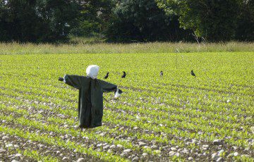 découvrez les meilleures pratiques et solutions pour la protection des cultures. apprenez comment préserver vos récoltes des ravageurs, maladies et conditions climatiques défavorables grâce à des techniques innovantes et respectueuses de l'environnement.