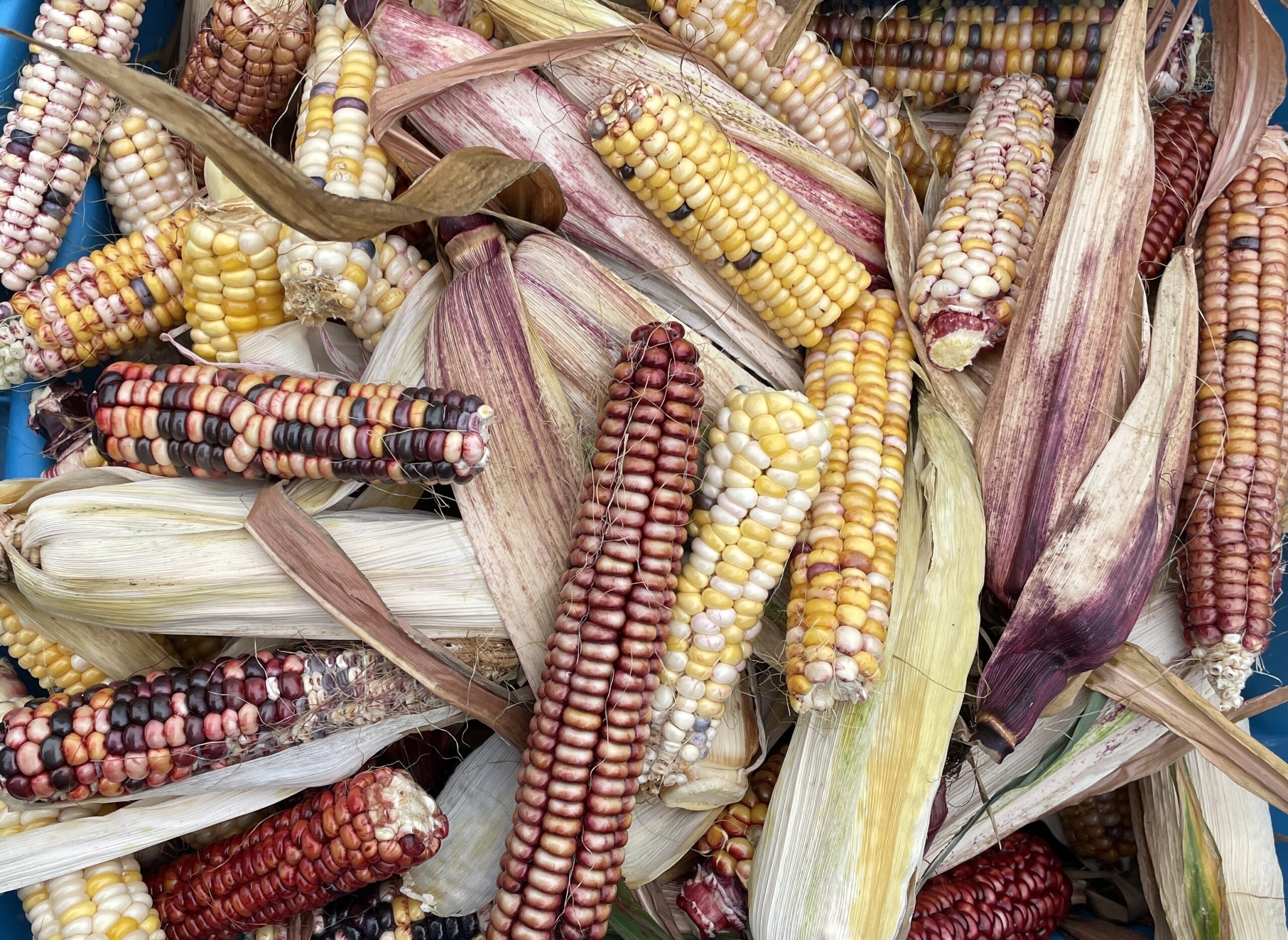 découvrez l'importance des semences heirloom dans l'agriculture durable. préservez la biodiversité et savourez des variétés de légumes et fruits oubliés, cultivés de manière respectueuse de l'environnement.