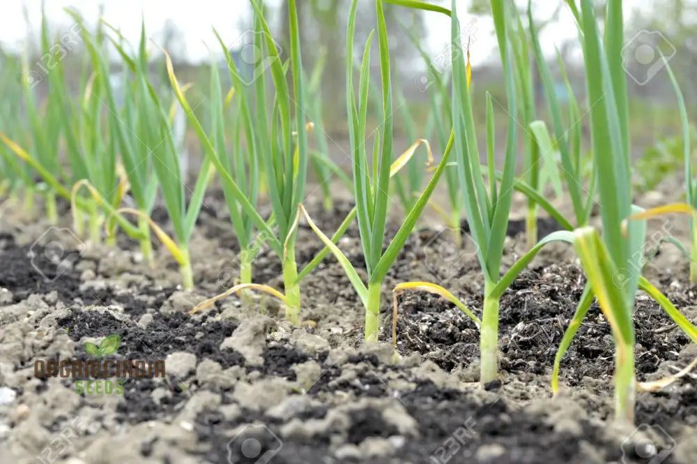 découvrez l'importance des semences heirloom dans la promotion de l'agriculture durable. apprenez comment ces variétés anciennes préservent la biodiversité, soutiennent les agriculteurs locaux et garantissent des récoltes saines et naturelles.