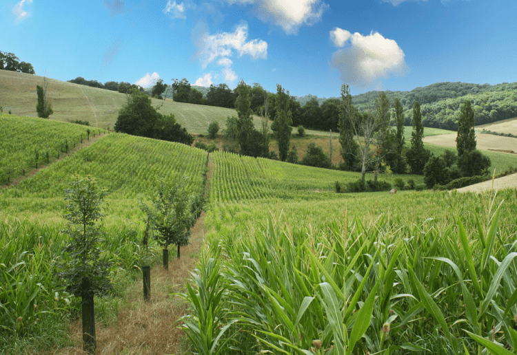 découvrez l'importance des semences heirloom dans l'agriculture durable. préservez la biodiversité et favorisez des pratiques agricoles respectueuses de l'environnement tout en cultivant des variétés anciennes riches en saveurs et en nutriments.
