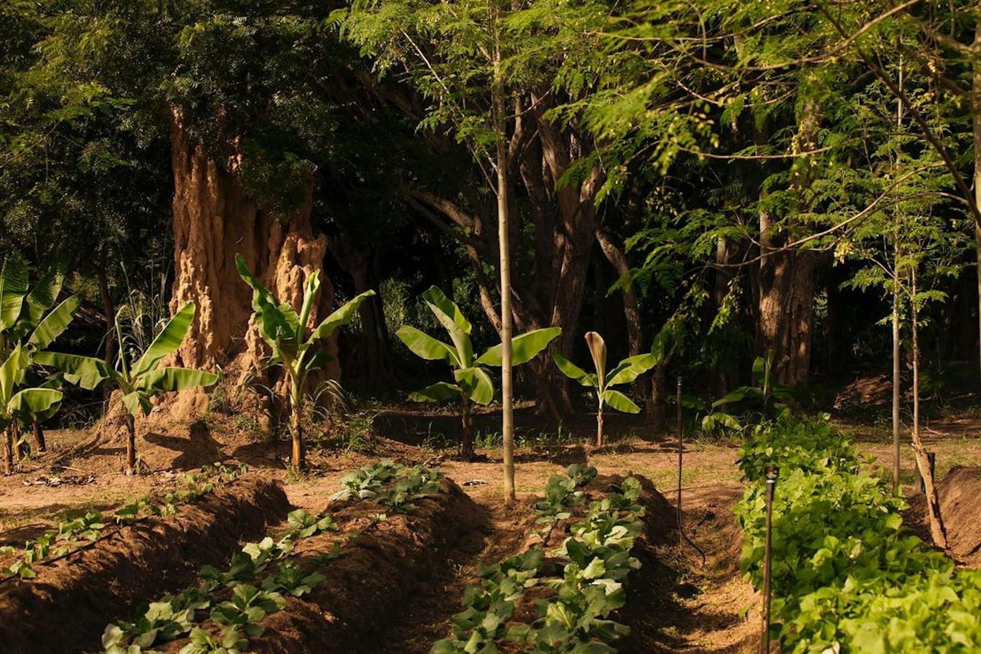 découvrez les principes de l'agriculture écologique au jardin : des méthodes durables pour cultiver vos plantes tout en préservant l'environnement. apprenez à utiliser des techniques respectueuses de la biodiversité et à favoriser un écosystème sain dans votre potager.