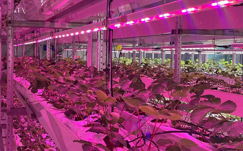 découvrez notre comparatif des meilleures pratiques agricoles dans les fermes lumineuses. analysez les avantages, les inconvénients et les innovations qui transforment l'agriculture moderne pour une production durable et efficace.