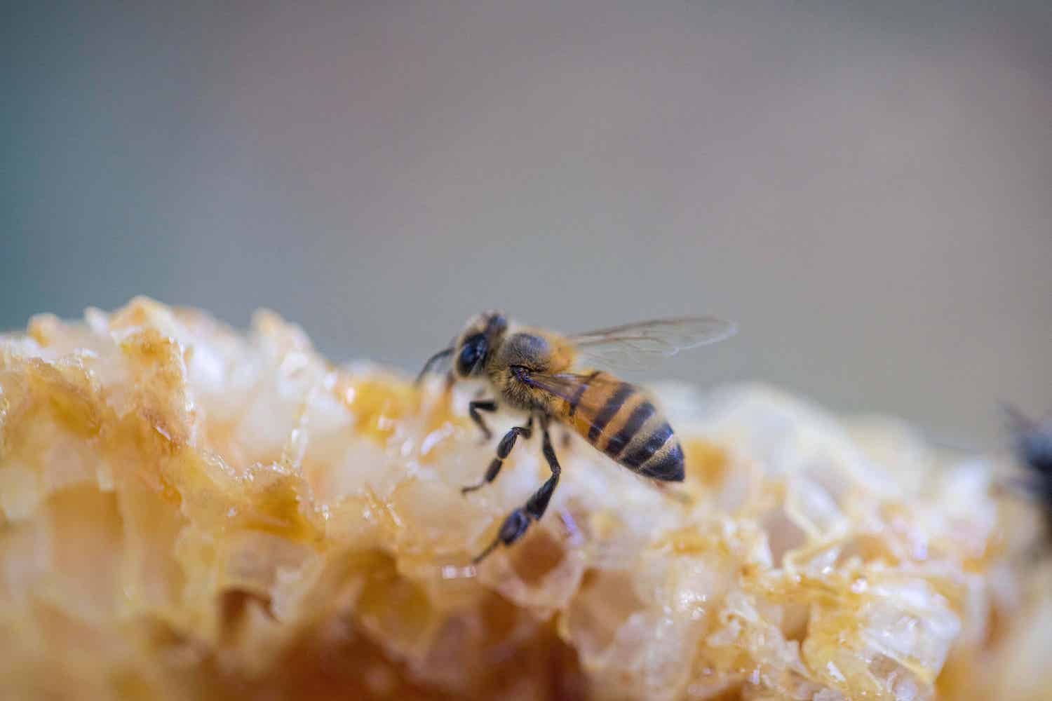 découvrez l'importance de la protection des pollinisateurs pour la biodiversité et la production alimentaire. apprenez des astuces pour soutenir ces précieux insectes et préserver notre écosystème.