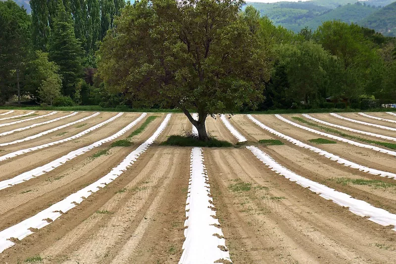 découvrez les pratiques de l'agriculture écologique pour une production durable et respectueuse de l'environnement. apprenez comment préserver la biodiversité tout en cultivant des produits sains et savoureux.