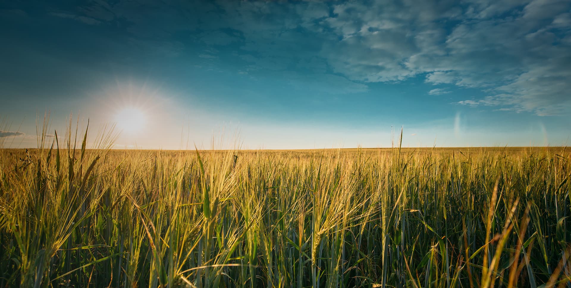 découvrez comment les coopératives d'agriculture durable favorisent des pratiques écoresponsables, soutiennent les agriculteurs locaux et contribuent à la préservation de l'environnement tout en garantissant une alimentation de qualité.