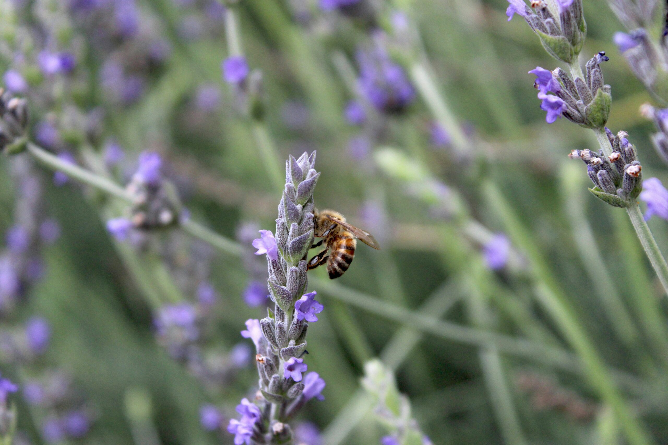 découvrez l'importance des pollinisateurs dans l'agriculture et leur rôle essentiel dans la production alimentaire durable. apprenez comment leur protection peut contribuer à un écosystème sain et à des récoltes abondantes.