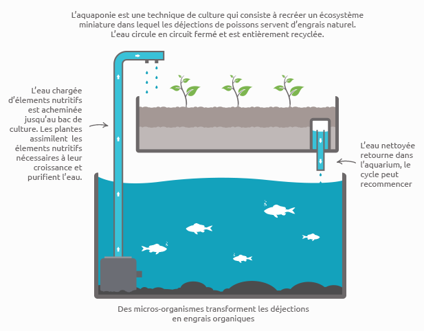 découvrez les nombreux avantages de la culture hydroponique : croissance rapide des plantes, utilisation optimisée de l'eau, réduction des maladies et des nuisibles, et espace de culture réduit. explorez une méthode innovante et durable pour cultiver vos légumes et herbes en intérieur ou en extérieur.