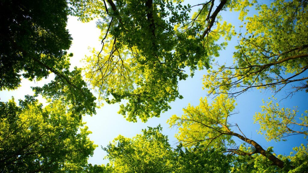 découvrez des initiatives durables inspirantes qui favorisent la protection de l'environnement et le développement durable. explorez des projets innovants qui allient écologie, économie et solidarité pour un avenir meilleur.