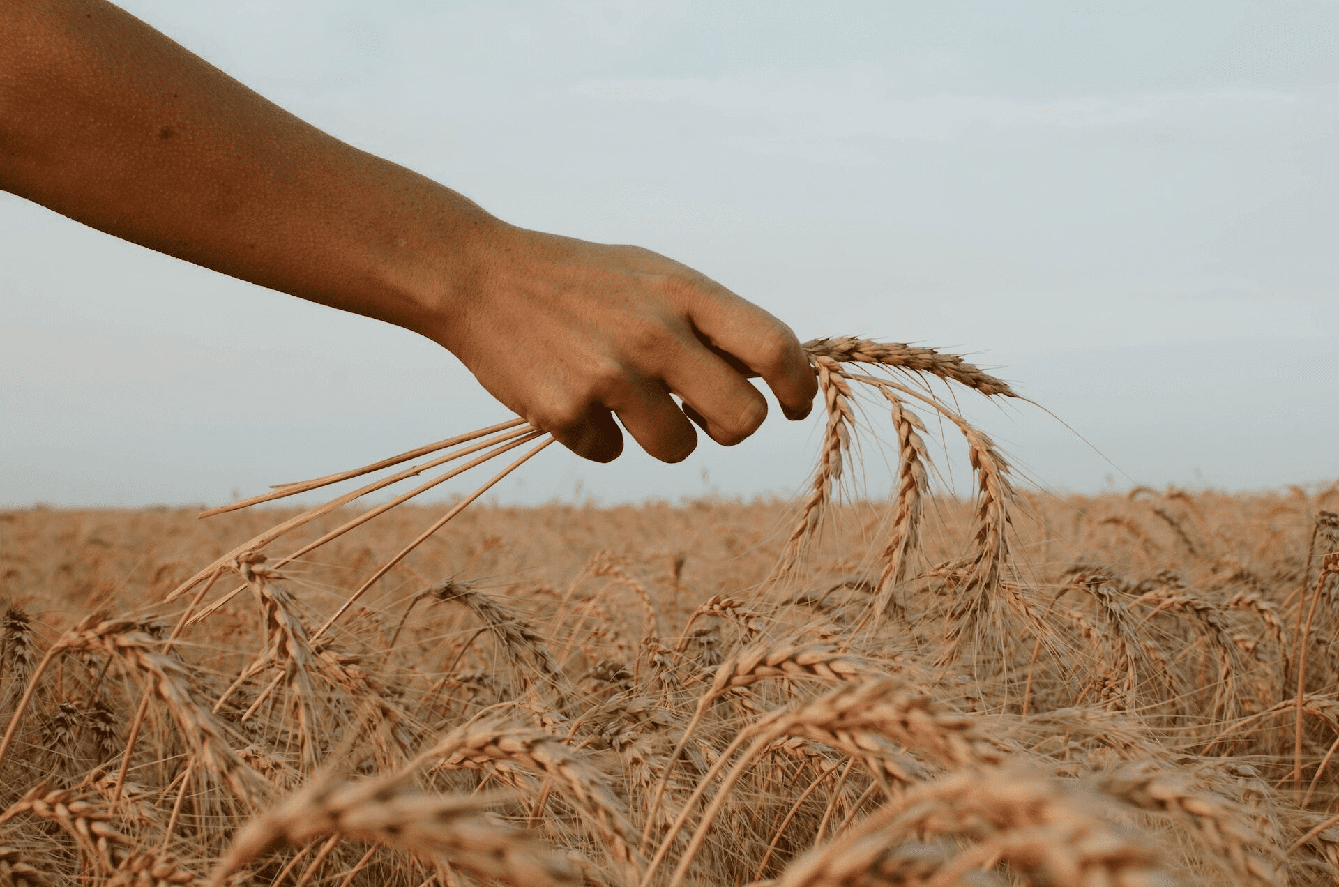 découvrez l'importance des labels en agriculture durable, garantissant des pratiques respectueuses de l'environnement, la biodiversité et la santé des consommateurs. informez-vous sur les différentes certifications et leur impact sur l'écosystème.