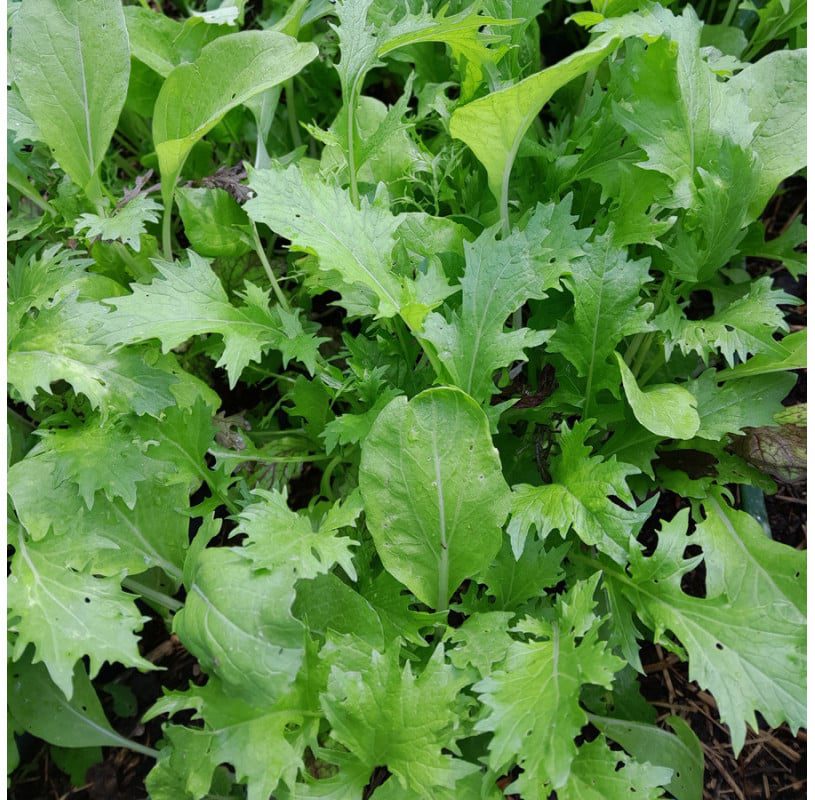 découvrez notre sélection de semences biologiques, idéales pour cultiver des légumes et des plantes saines dans votre jardin. profitez d'une agriculture durable et respectueuse de l'environnement avec des variétés de qualité supérieure.
