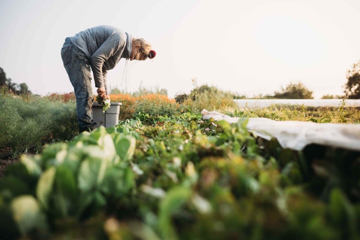 découvrez les valeurs fondamentales de l'agriculture durable, une approche essentielle pour préserver notre environnement tout en garantissant des pratiques agricoles responsables et respectueuses de la biodiversité.
