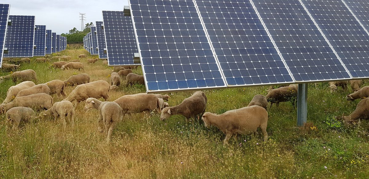 découvrez comment les panneaux solaires révolutionnent le secteur agricole en offrant une source d'énergie durable, réduisant les coûts d'exploitation et boostant la productivité des fermes. explorez les avantages de cette technologie verte pour une agriculture plus efficace et respectueuse de l'environnement.