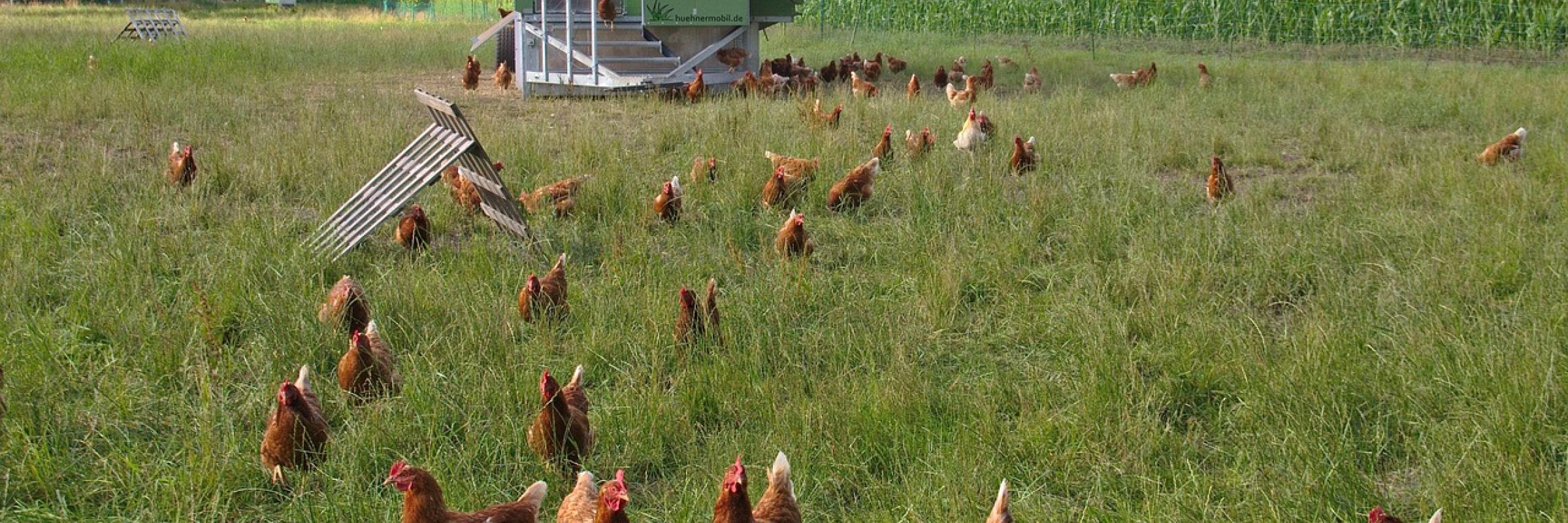 découvrez comment l'agriculture durable et les énergies renouvelables s'unissent pour favoriser une production alimentaire respectueuse de l'environnement. explorez des pratiques innovantes visant à réduire l'impact écologique tout en améliorant la rentabilité des exploitations agricoles.