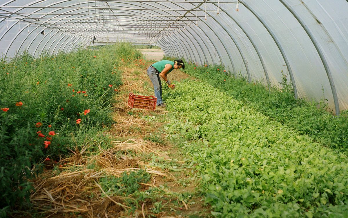 découvrez les pratiques d'agriculture durable qui préservent l'environnement tout en garantissant une production alimentaire responsable. apprenez comment allier rendement et écologie pour un avenir agricole serein.
