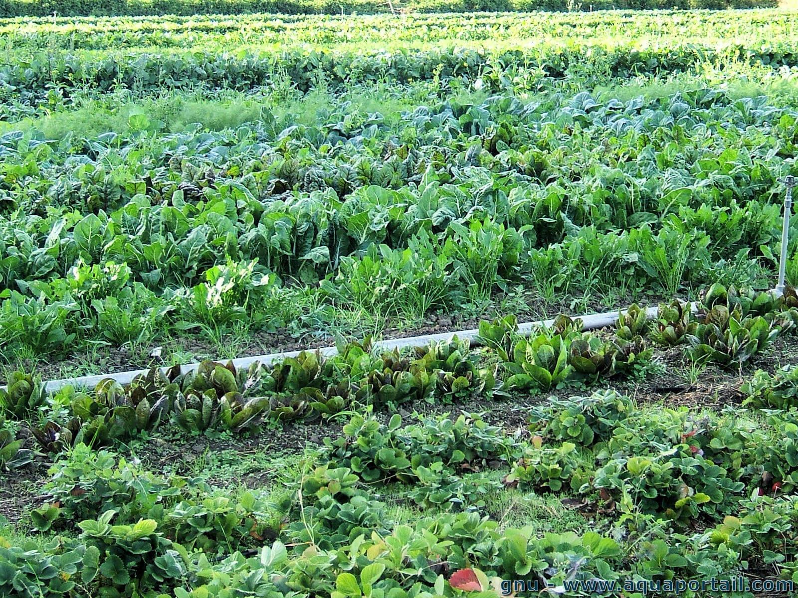 découvrez l'agriculture durable, une approche innovante qui préserve l'environnement tout en garantissant une production alimentaire efficace. apprenez comment cette méthode contribue à la biodiversité, optimise l'utilisation des ressources naturelles et soutient les communautés locales.
