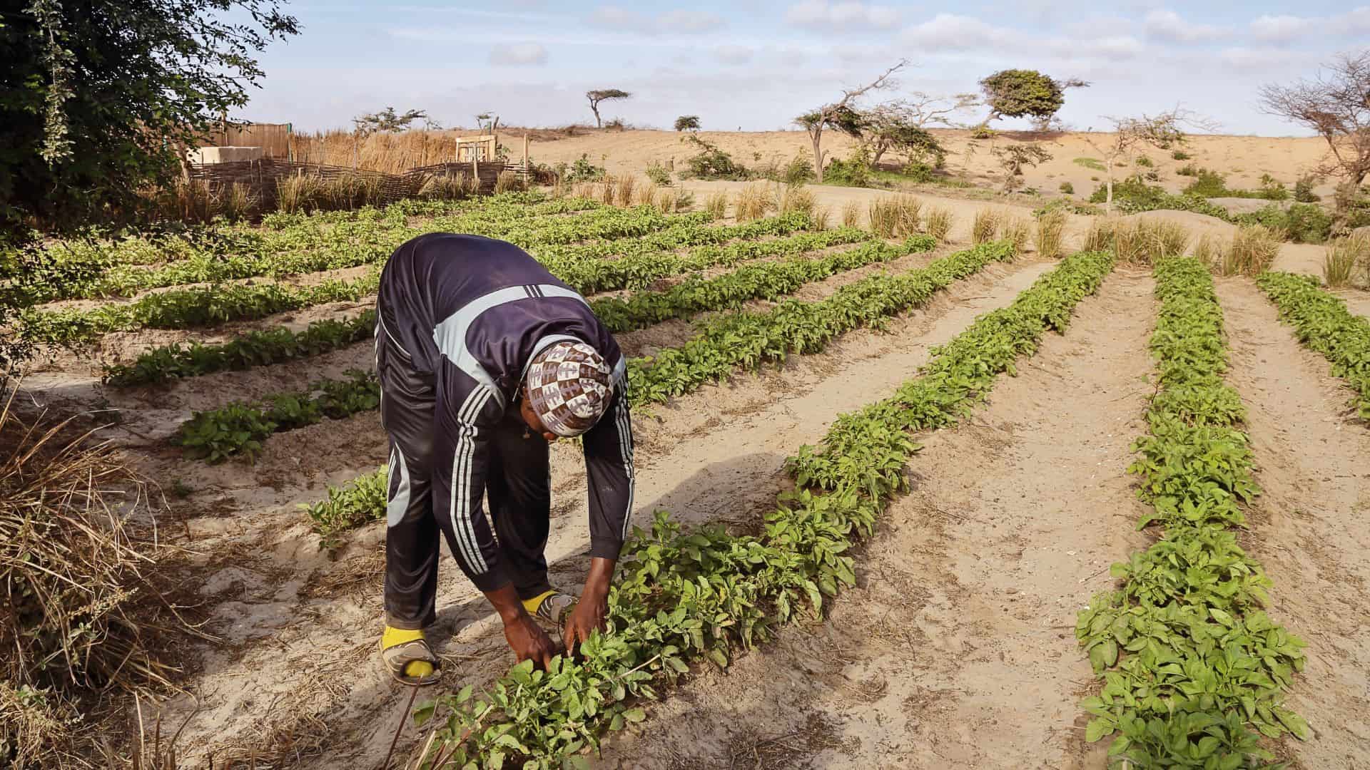découvrez l'agriculture durable, une pratique innovante qui allie respect de l'environnement, préservation des ressources et bien-être des communautés. apprenez comment cette approche permet de cultiver de manière responsable tout en garantissant la sécurité alimentaire pour les générations futures.