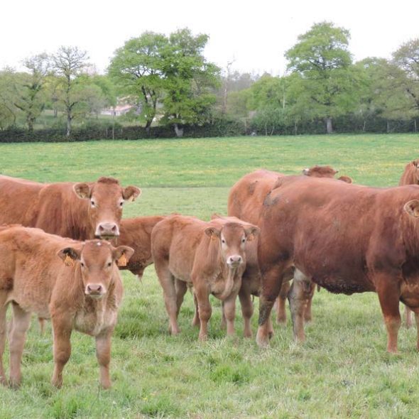 découvrez comment l'agriculture durable favorise un environnement sain tout en garantissant le bien-être animal. explorez des pratiques respectueuses de la terre et des animaux, alliant productivité et éthique pour un avenir agricole équilibré.