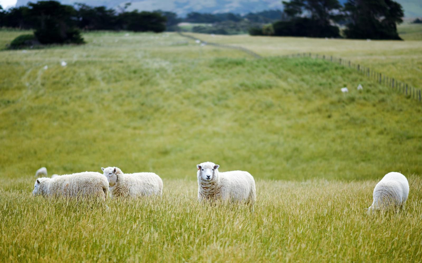 découvrez comment l'agriculture durable contribue au bien-être animal en respectant l'environnement et en favorisant des pratiques éthiques. apprenez-en plus sur les méthodes qui allient production alimentaire responsable et soin des animaux.