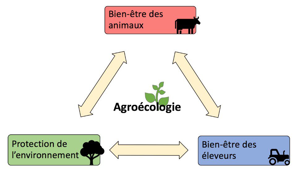découvrez comment l'agriculture durable favorise le bien-être animal, en alliant pratiques respectueuses de l'environnement et soins optimaux pour les animaux. explorez les bénéfices d'une approche éthique et durable pour l'agriculture moderne.