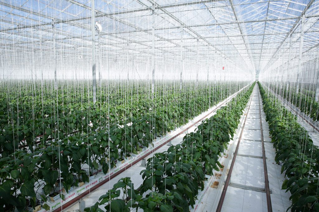 découvrez comment l'agriculture durable contribue à la lutte contre le changement climatique, favorisant des pratiques respectueuses de l'environnement tout en assurant la sécurité alimentaire pour les générations futures.