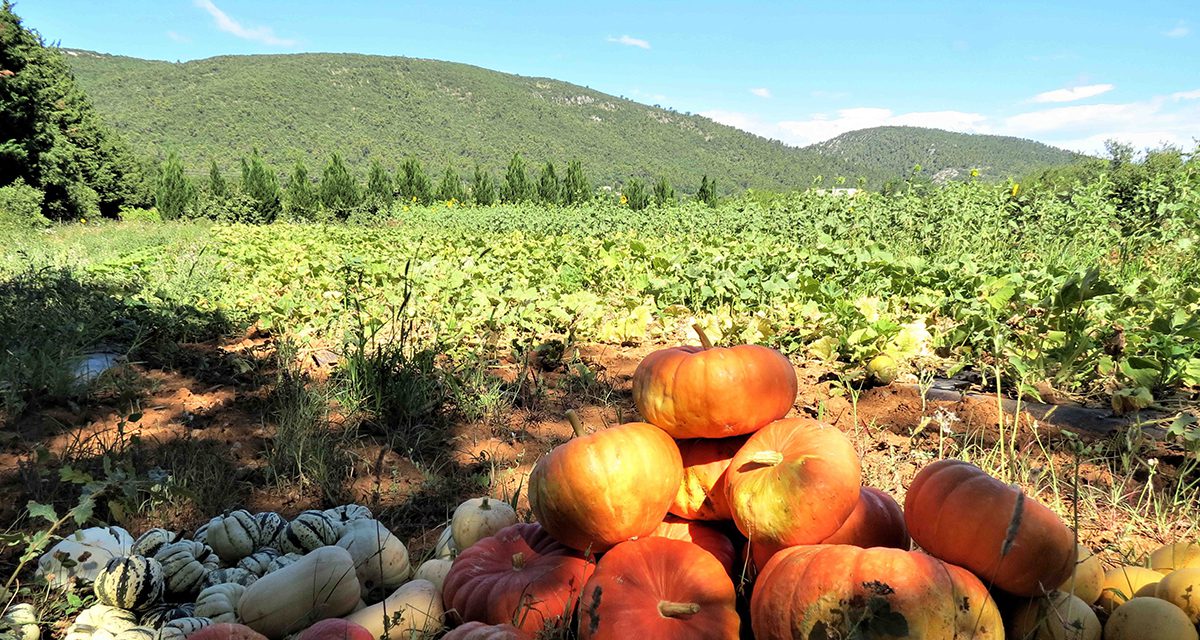 découvrez l'agriculture durable et son impact positif sur l'environnement avec nos producteurs locaux. engagez-vous pour une consommation responsable et soutenez l'économie locale tout en savourant des produits frais et de qualité.