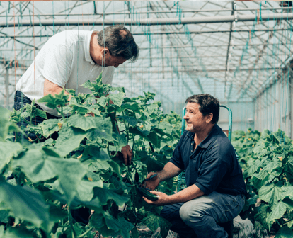 découvrez les pratiques de l'agriculture durable, qui préservent l'environnement tout en garantissant des récoltes de qualité. explorez les techniques innovantes et les avantages d'une agriculture respectueuse des ressources naturelles pour un avenir meilleur.