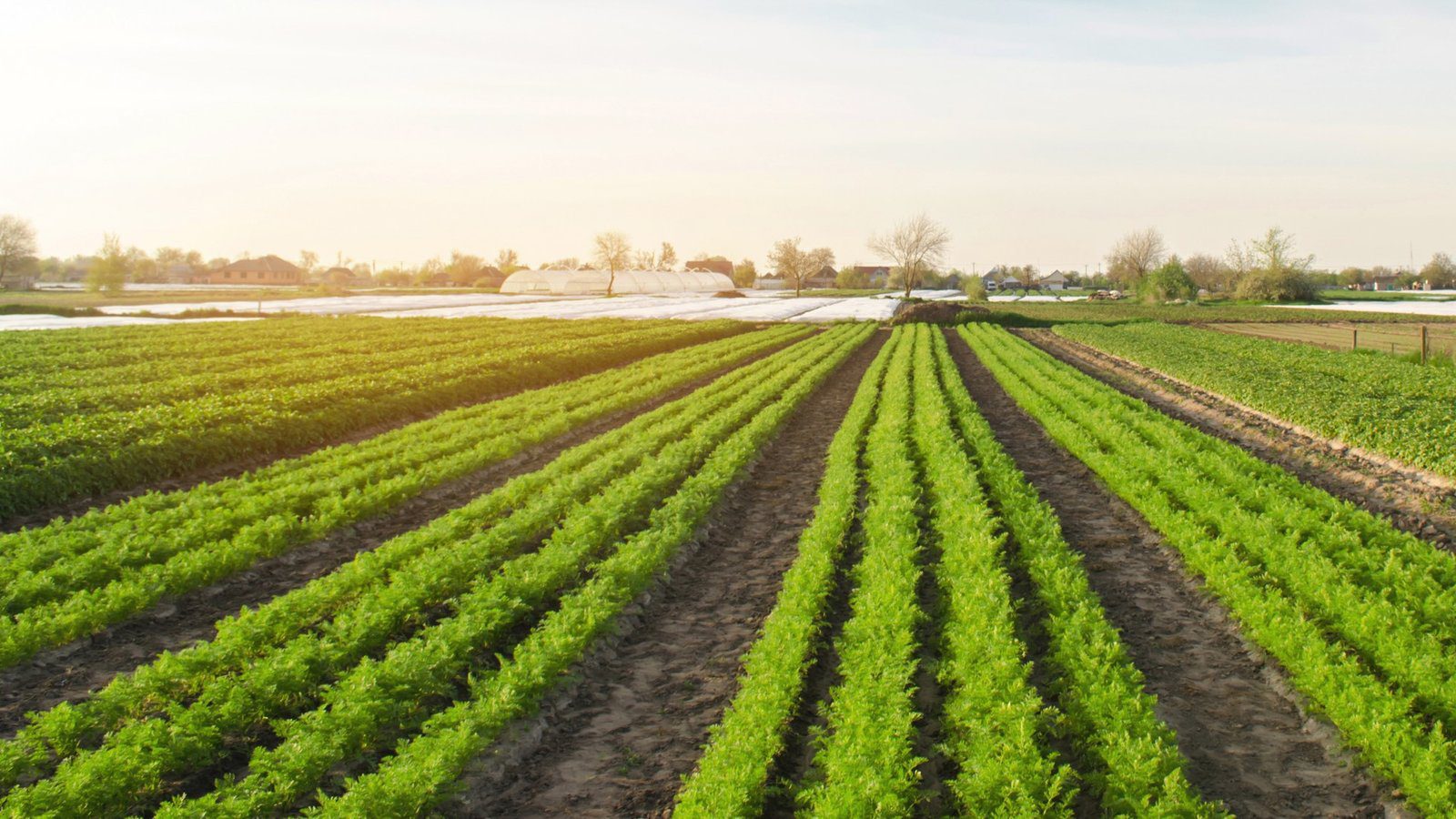découvrez les principes de l'agriculture écologique, une méthode durable qui respecte l'environnement tout en garantissant des récoltes de qualité. apprenez comment cette approche favorise la biodiversité, préserve les ressources naturelles et soutient les communautés locales.