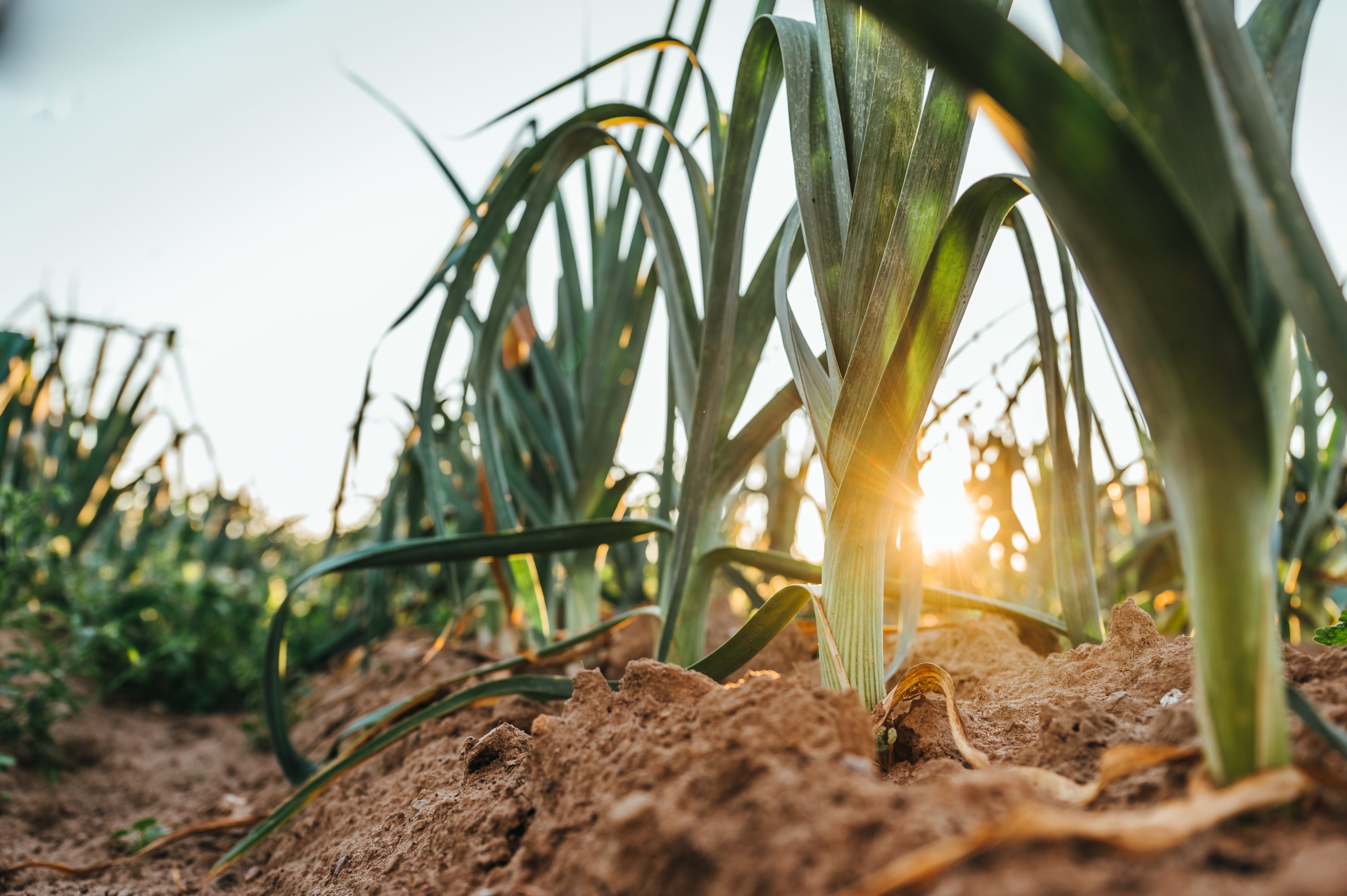 découvrez les principes de l'agriculture écologique, une méthode durable qui préserve la santé des sols et favorise la biodiversité. apprenez comment ces pratiques innovantes contribuent à une alimentation saine et respectueuse de l'environnement.
